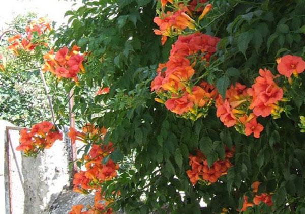 Hoa đăng tiêu hoa leo đẹp chống nắng tuyệt đẹp 10 - kythuatcanhtac.com