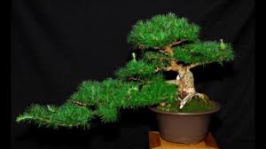 Cây bonsai dáng siêu – Một trong những dáng thế cây cổ điển 4 - kythuatcanhtac.com