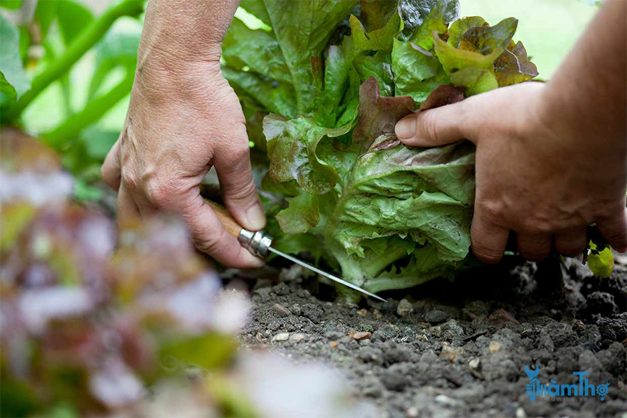 Cách tận dụng tối đa một mảnh sân vườn nhỏ để trồng rau - kythuatcanhtac.com