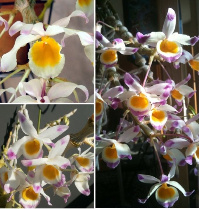 Hoa lan trúc phật bà- Nguồn gốc, đặc điểm, cách trồng và chăm sóc hoa lan trúc phật bà 10 - kythuatcanhtac.com