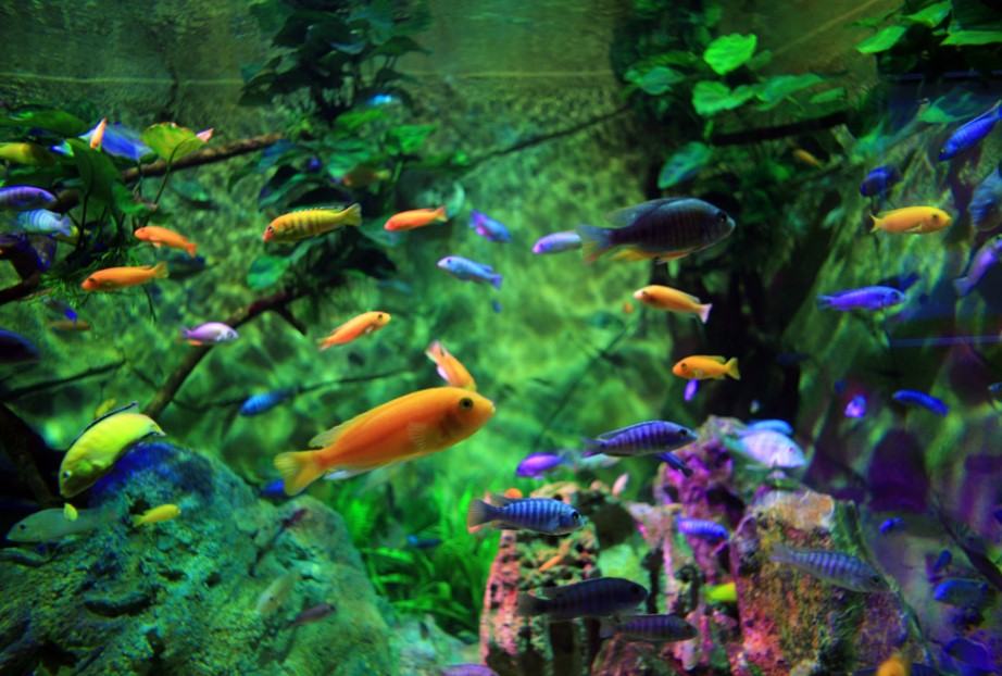 Cá cảnh - Những loài cá cảnh phổ biến nhất hiện nay 33 - kythuatcanhtac.com