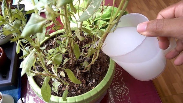 Trồng hoa đổ thêm loại nước này, tác dụng như phân bón, mạnh gấp 10 lần nước vo gạo - 2 - kythuatcanhtac.com