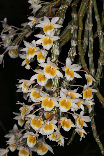 Các loài phong lan đẹp nở vào dịp Tết - kythuatcanhtac.com