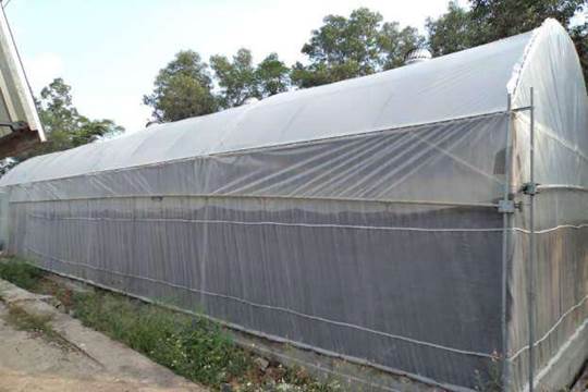 Nhà vòm phủ nilông ở phần trên mái, chung quanh che phủ lưới nhựa - kythuatcanhtac.com