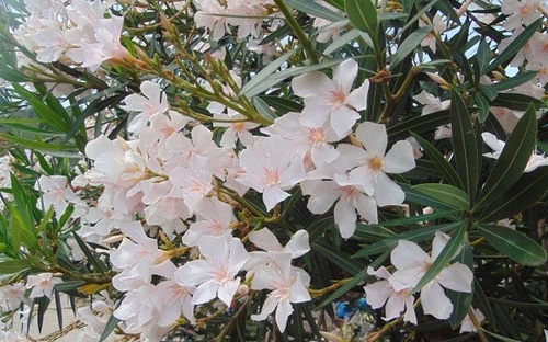 Cây Trúc Đào - Ý nghĩa, cách trồng và chăm sóc cây ra hoa đẹp - 3 - kythuatcanhtac.com