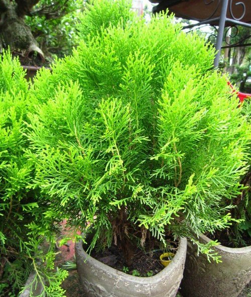 Tết trồng cây lấy lộc tránh 6 loại cây này, tuyệt đối đừng rước vào nhà - 3 - kythuatcanhtac.com