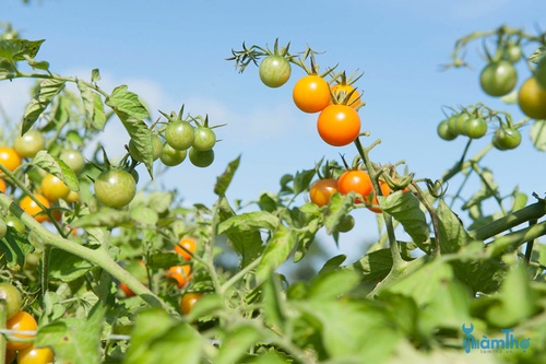 5 mẹo để trồng cà chua - kythuatcanhtac.com