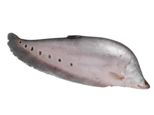 Cá Thác Lác - Đặc điểm sinh học của loại Cá Thác Lác 8 - kythuatcanhtac.com