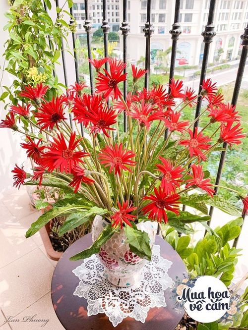 Cắm hoa tươi sợ nhanh héo, cô giáo Hà Nội mách chỗ đặt bình chơi được 2 tuần - 24 - kythuatcanhtac.com