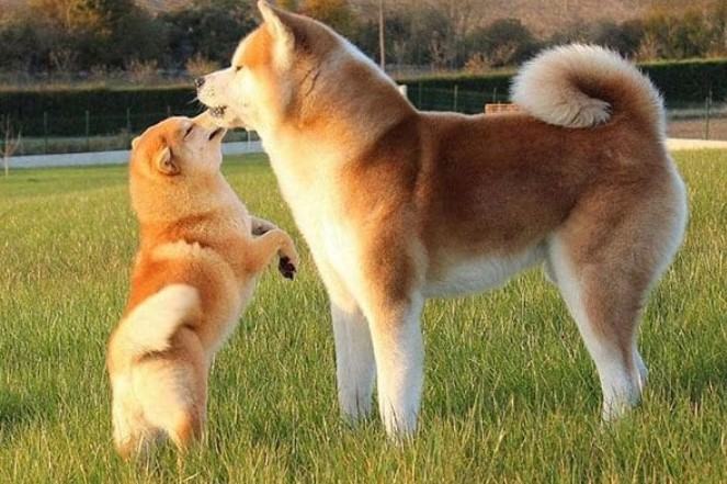 Chó akita - Nguồn gốc, đặc điểm và những lưu ý khi mua chó Akita 14 - kythuatcanhtac.com