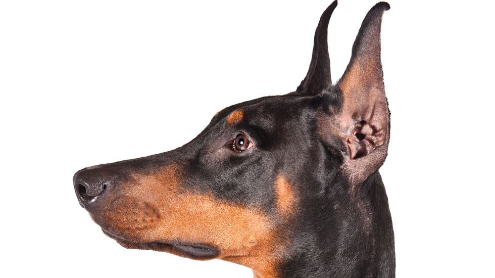 Quy trình cắt tai và tạo hình tai cho chó Doberman - kythuatcanhtac.com
