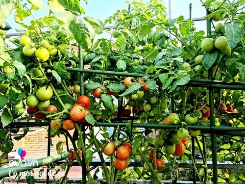 Mẹ Hưng Yên cẩu đất lên sân thượng trồng cà chua, vài tháng sau được cả vườn sai lúc lỉu - 15 - kythuatcanhtac.com