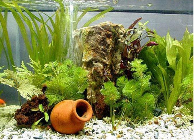 Cây Thủy Sinh - Các loại cây thủy sinh đẹp nhất và dễ trồng nhất 16 - kythuatcanhtac.com