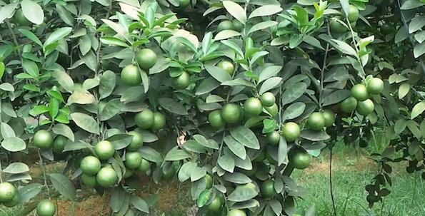 Cây chanh vườn – Kỹ thuật trồng và chăm sóc cây chanh 6 - kythuatcanhtac.com