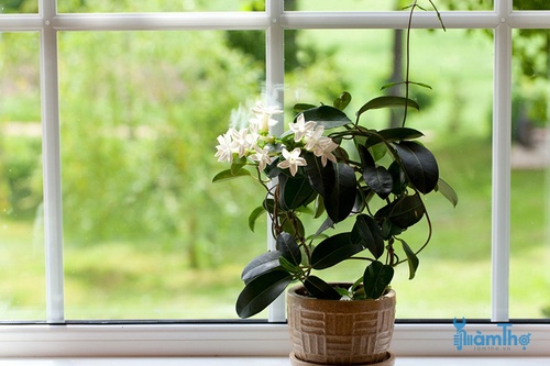 Hoa nhài Jasmine trồng bên cạnh cửa sổ - kythuatcanhtac.com