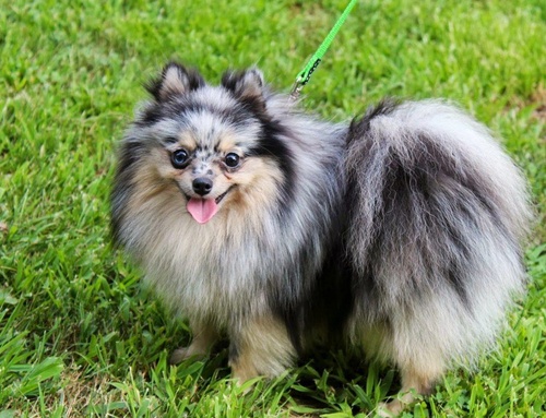 Chú chó Phốc sóc với màu lông siêu đẹp - kythuatcanhtac.com