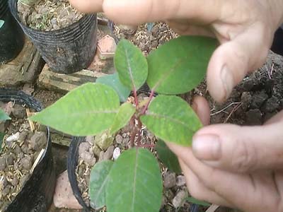 Khi cây được 4-5 lá chuyển cây sang chậu - kythuatcanhtac.com