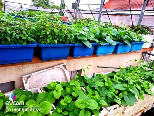 Mẹ Hưng Yên cẩu đất lên sân thượng trồng cà chua, vài tháng sau được cả vườn sai lúc lỉu - 21 - kythuatcanhtac.com