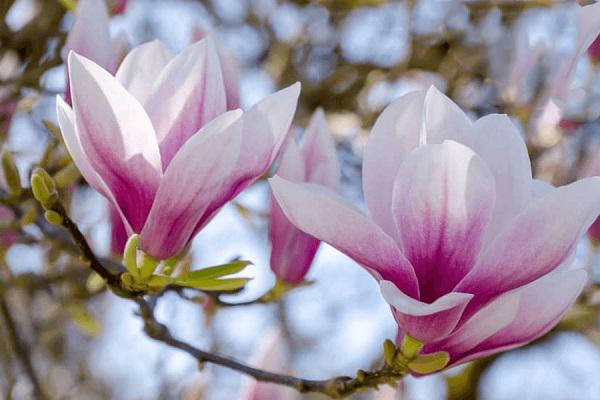 Cây Hoa Mộc Lan - Ý nghĩa và cách trồng giúp hoa nở đẹp - 3 - kythuatcanhtac.com