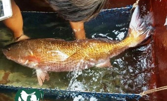 Cá Sủ Vàng - Đặc điểm, Cách phân biệt cá sủ vàng 14 - kythuatcanhtac.com