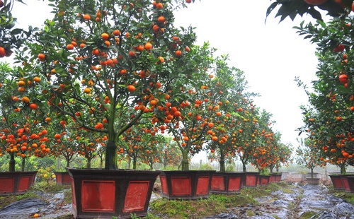 Chọn chậu trồng cam phù hợp với cây - kythuatcanhtac.com