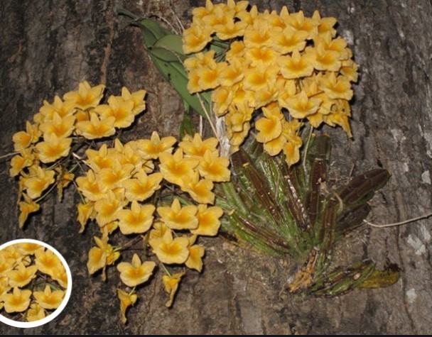 Hoa lan vảy rồng - Nguồn gốc, đặc điểm, cách trồng và chăm sóc hoa lan vảy rồng 16 - kythuatcanhtac.com