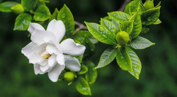Mùa xuân nên chọn 5 loại hoa trên ban công, tươi lâu, đơn giản, trang nhã và đẹp - 4 - kythuatcanhtac.com
