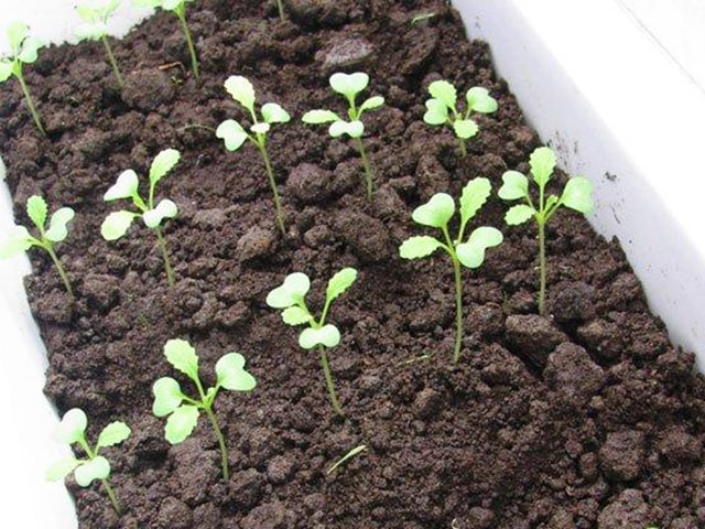 Kỹ thuật trồng củ cải trắng - kythuatcanhtac.com