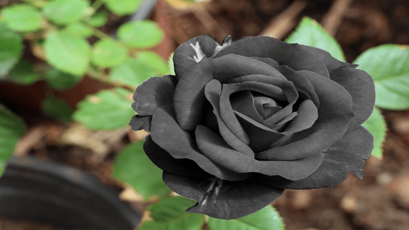 Hoa hồng đen có thật không? Ý nghĩa, sự tích và cách trồng A-Z