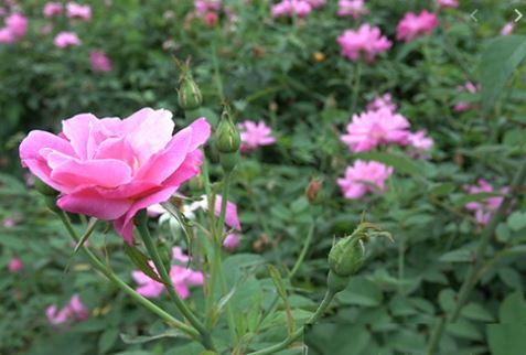 Hoa hồng quế – Hồng bụi truyền thống đẹp 8 - kythuatcanhtac.com