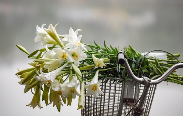 Mách các mẹ bí quyết chọn hoa loa kèn trắng muốt, mang về nở căng - 3 - kythuatcanhtac.com