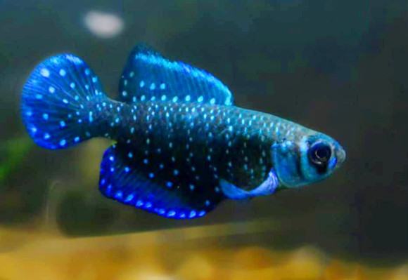 Cá Ngọc Trai Đen - Kỹ thuật nuôi cá ngọc trai đen 3 - kythuatcanhtac.com