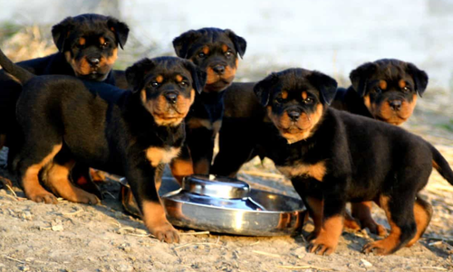 Chó Rottweiler - Hướng dẫn mua và cách nuôi Chó Rottweiler A-Z 21 - kythuatcanhtac.com