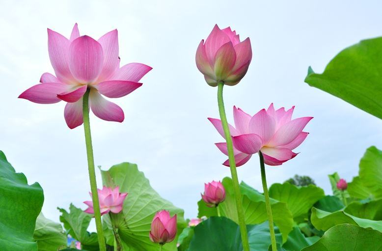 Hoa sen - Nguồn gốc, Ý nghĩa và cách trồng chăm sóc hoa sen 6 - kythuatcanhtac.com