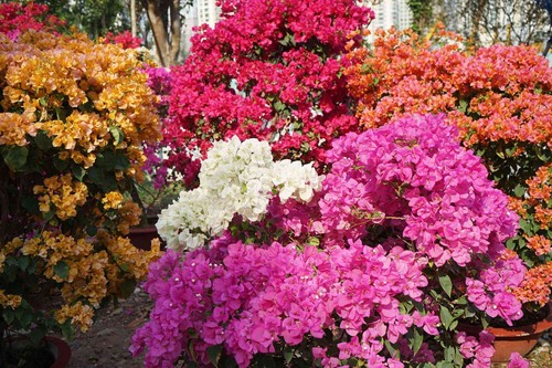 Những loại hoa Tết người Sài Gòn thường mua để mang lại tài lộc, may mắn cả năm - 7 - kythuatcanhtac.com