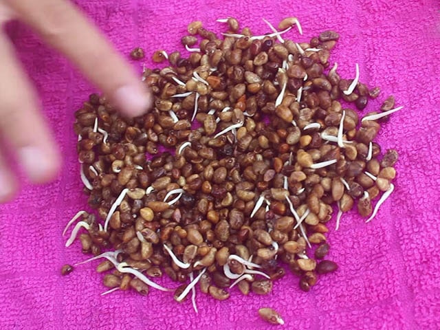 Ủ hạt đậu phộng - kythuatcanhtac.com