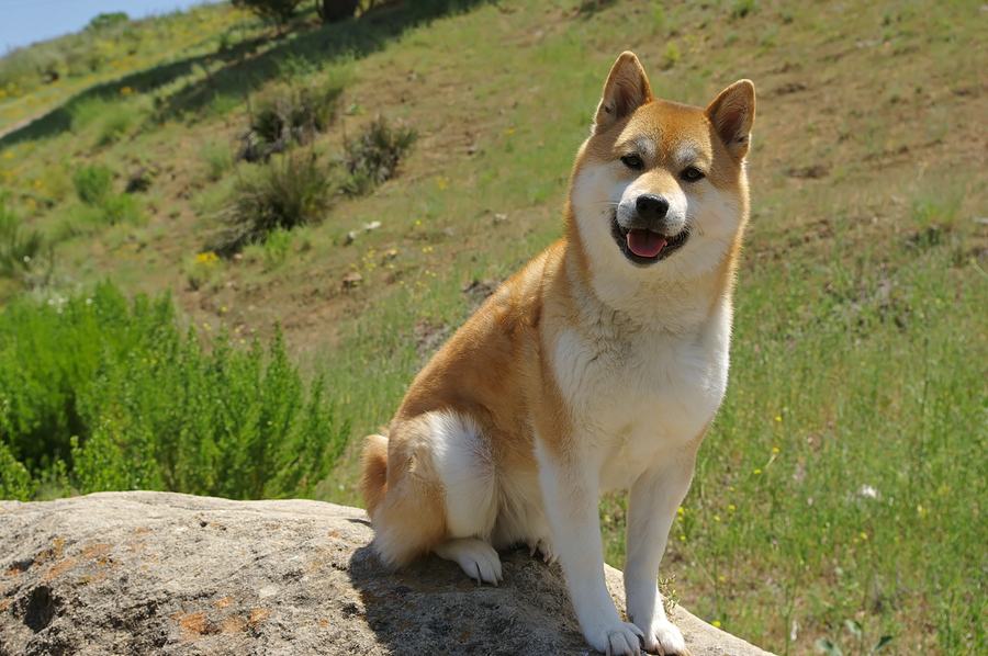 Chú chó Shiba đứng giữa cánh đồng bao la - kythuatcanhtac.com