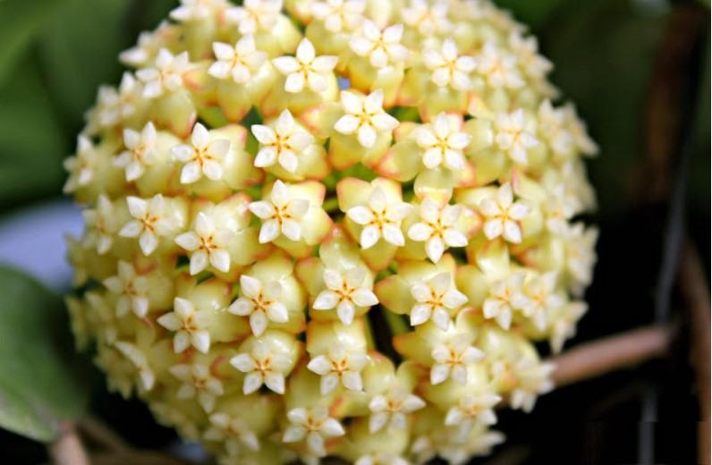Hoa lan cẩm cù - Nguồn gốc, đặc điểm, cách trồng và chăm sóc hoa lan cẩm cù 17 - kythuatcanhtac.com
