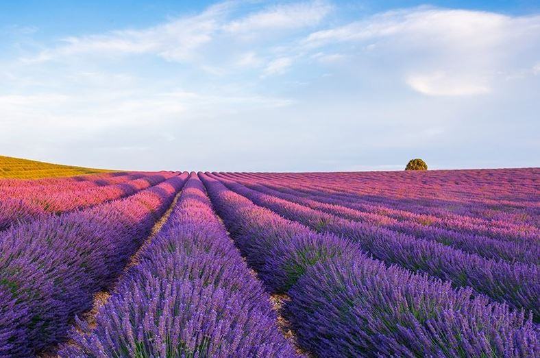 chùm ảnh đẹp nhất về hoa lavender - kythuatcanhtac.com