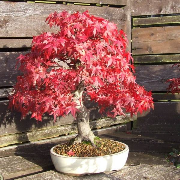 Cây phong lá đỏ - Đặc điểm, cách trồng và chăm sóc phong lá đỏ 6 - kythuatcanhtac.com