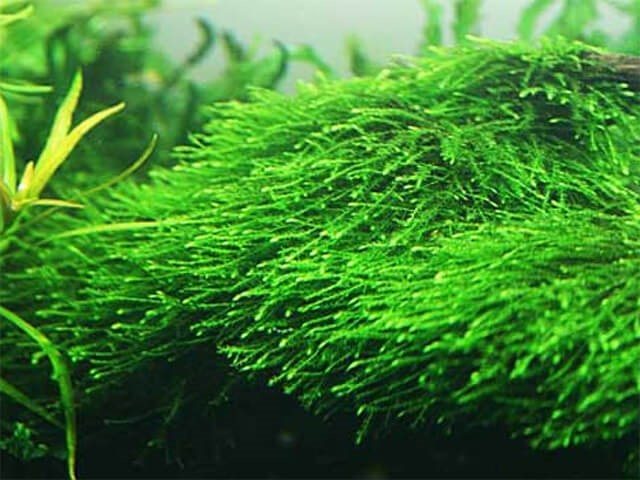 Các loại rêu thủy sinh - kythuatcanhtac.com
