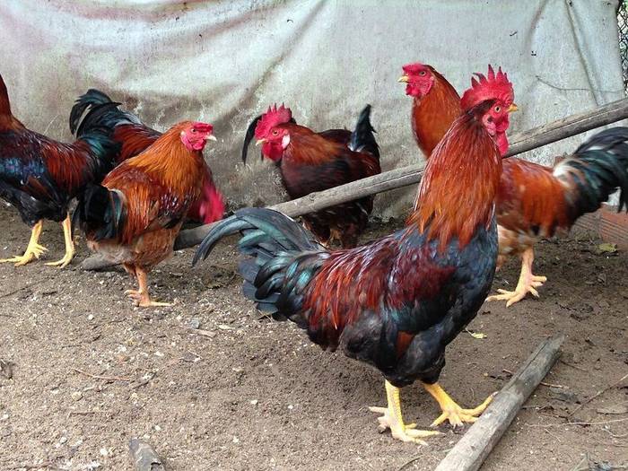 Các giống gà ta có giá trị kinh tế cao được nuôi nhiều nhất hiện nay - kythuatcanhtac.com