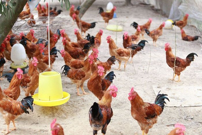 Các giống gà ta có giá trị kinh tế cao được nuôi nhiều nhất hiện nay - kythuatcanhtac.com