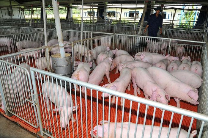 Mô hình nuôi lợn sạch VietAP: Thức ăn nuôi lợn sạch, Cách làm chuồng trại,... - kythuatcanhtac.com