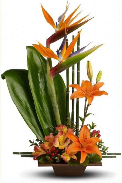 Hoa Thiên Điểu - Sự tích, ý nghĩa và cách cắm hoa đẹp - 7 - kythuatcanhtac.com