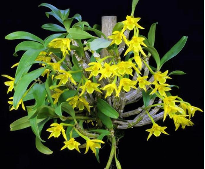 Hoa lan kim điệp xuân - Loài hoa mang đến sắc hương rực rỡ cho ngày tết 18 - kythuatcanhtac.com