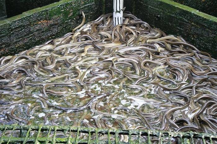 Giá lươn giống & giá lươn thịt. Địa điểm bán lươn giống miền Bắc & Nam - kythuatcanhtac.com
