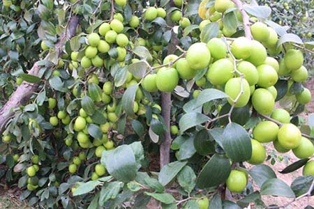 Chọn lựa phân bón Bo hợp lý cho cây ăn quả giúp cây đạt năng suất cao nhất - kythuatcanhtac.com