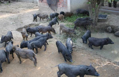 Giá lợn mán giống và thịt. Trang trại bán lợn mán giống uy tín - kythuatcanhtac.com