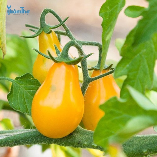 Cách trồng cà chua lê vàng bằng hạt giống - kythuatcanhtac.com